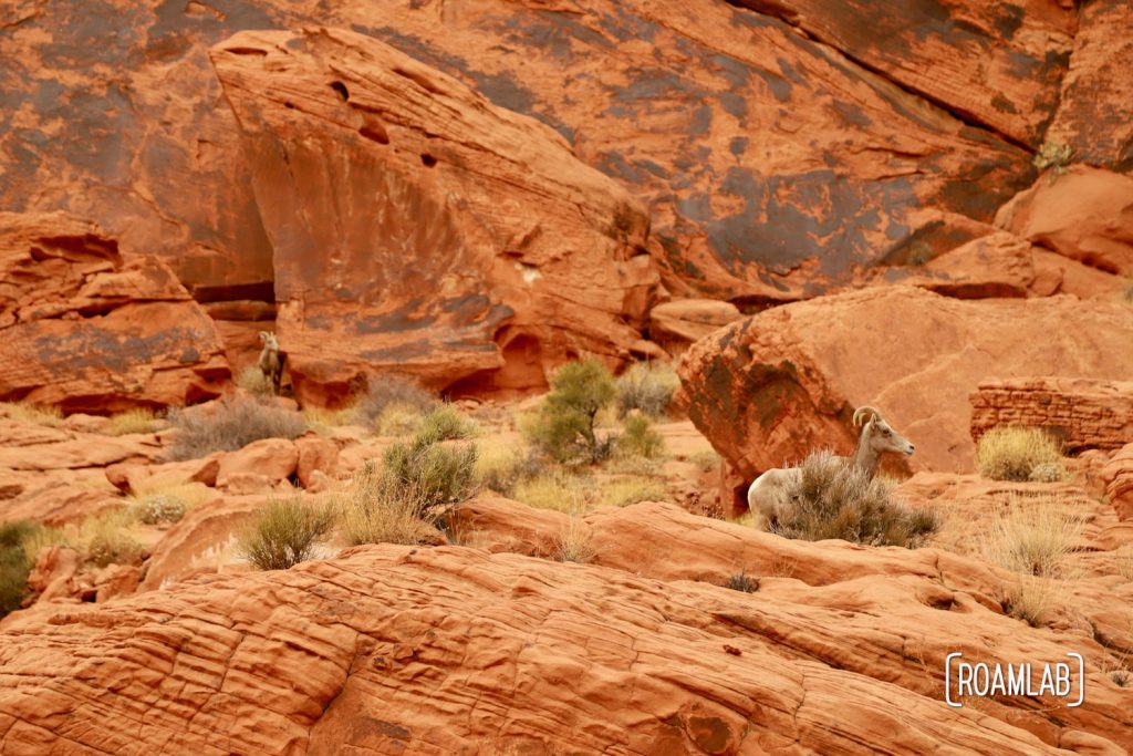 Big horn sheep herd grazing among red rock in Valley of Fire State Park