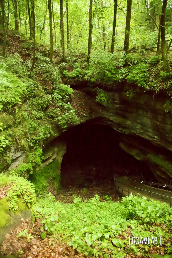 Lush green flora surrounding the depression into the historic entrance to the Mammoth Cave. 
