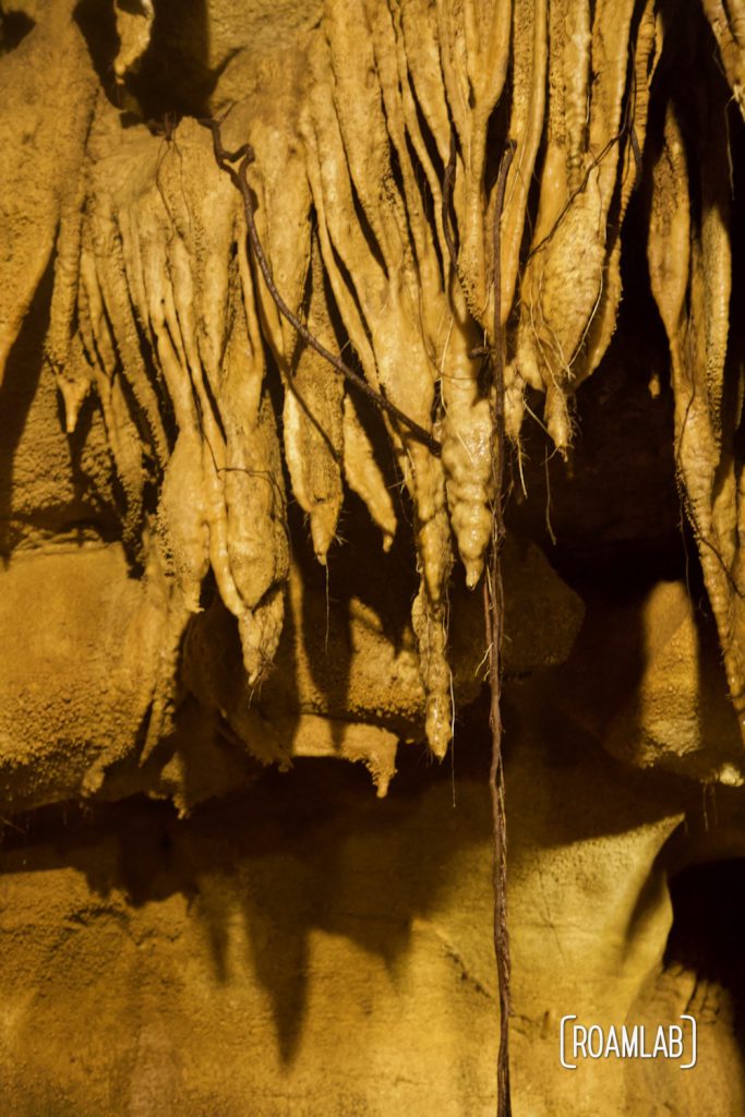 Tree roots dangling from delicate rippling rock formations in Crystal Onyx Cave.