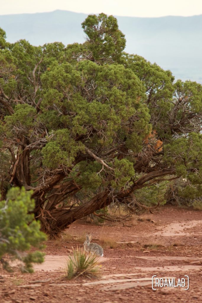 Cottontail rabbit hiding along the scrub brush in Colorado National Monument.