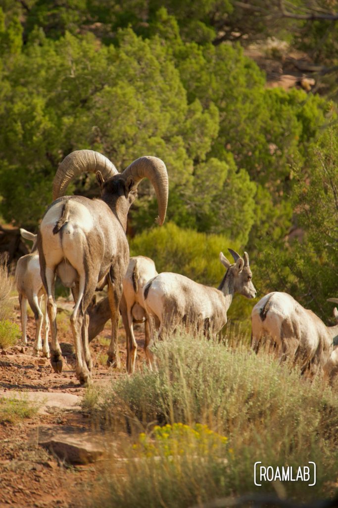 Herd of big horn sheep walking away into some scrub brush in Colorado National Monument.