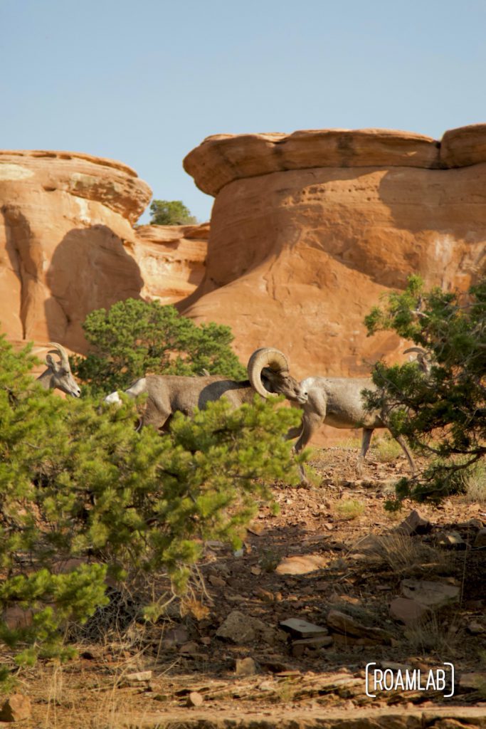 Big horn sheep walking in front of red rock formations in Colorado National Monument.