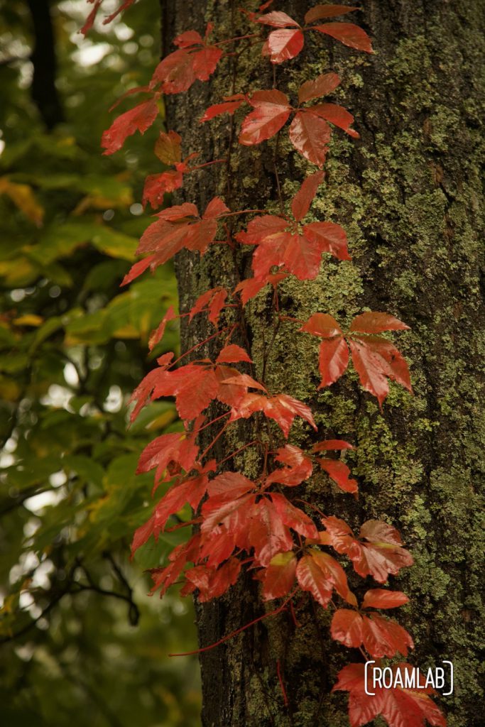 Red Virginia Creeper climbing a tree trunk in Shenandoah National Park