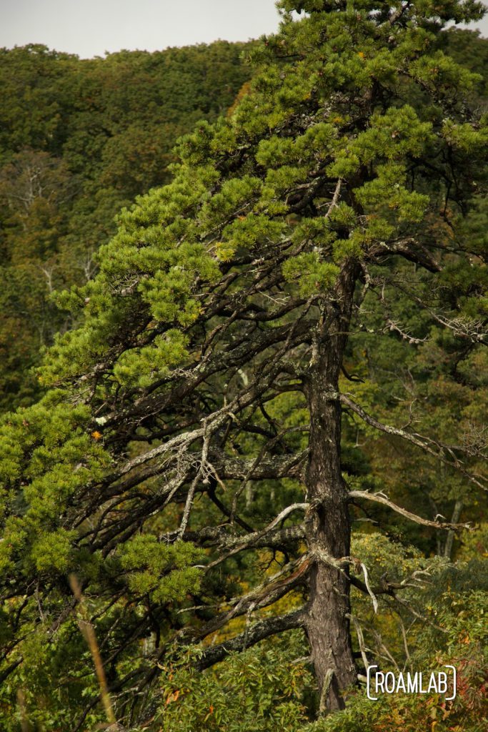 Green evergreen tree on a forested mountain side.