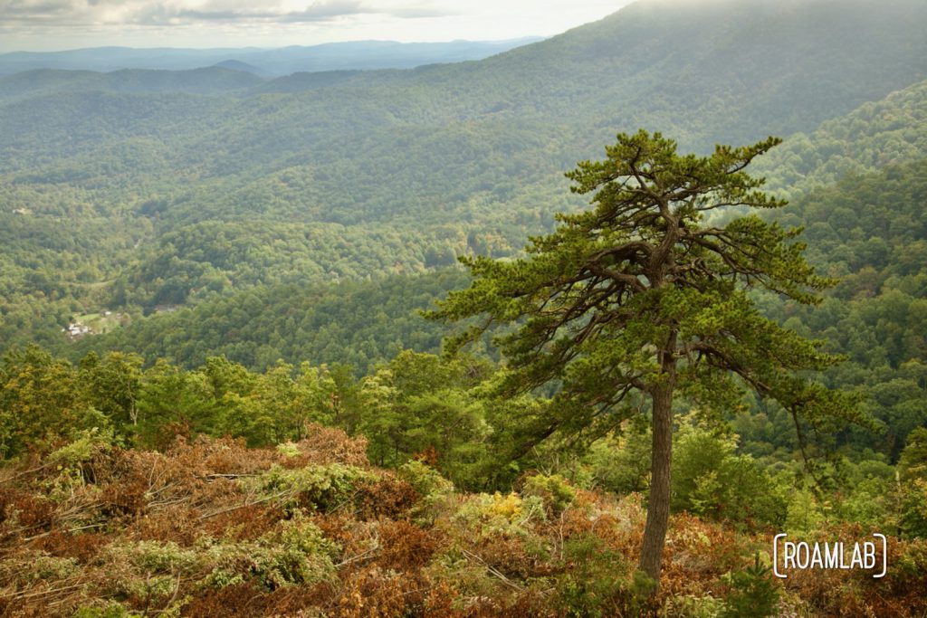 Tree in the foreground over green forested mountains sides with a blue mountain range in the background.