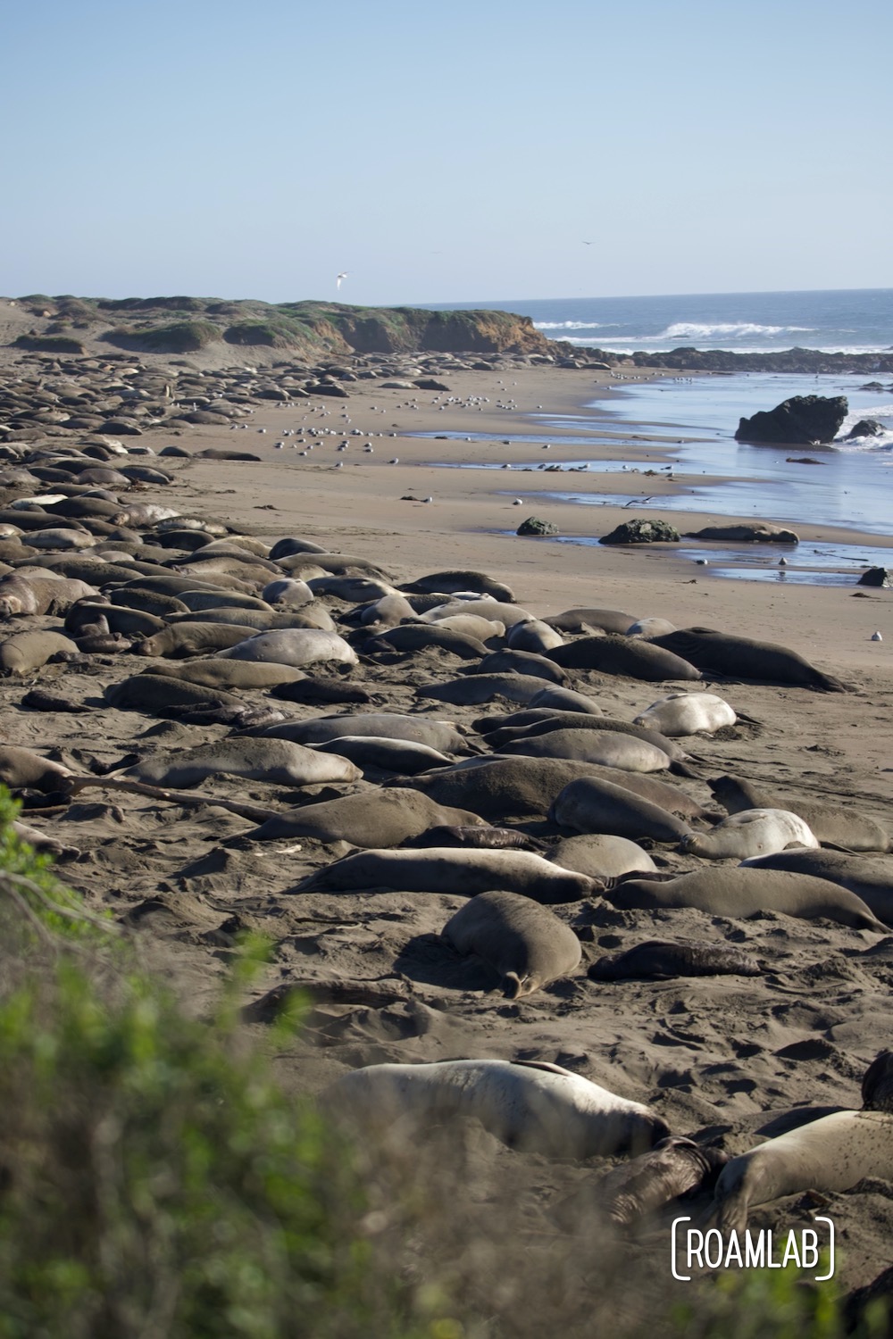 Elephant seals laying on a beach in San Simeon, California.