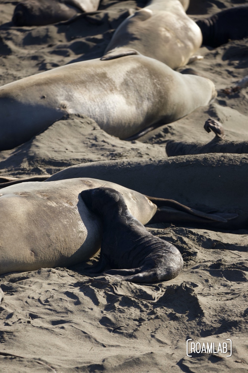 Infant elephant seal nursing on a beach in San Simeon, California.