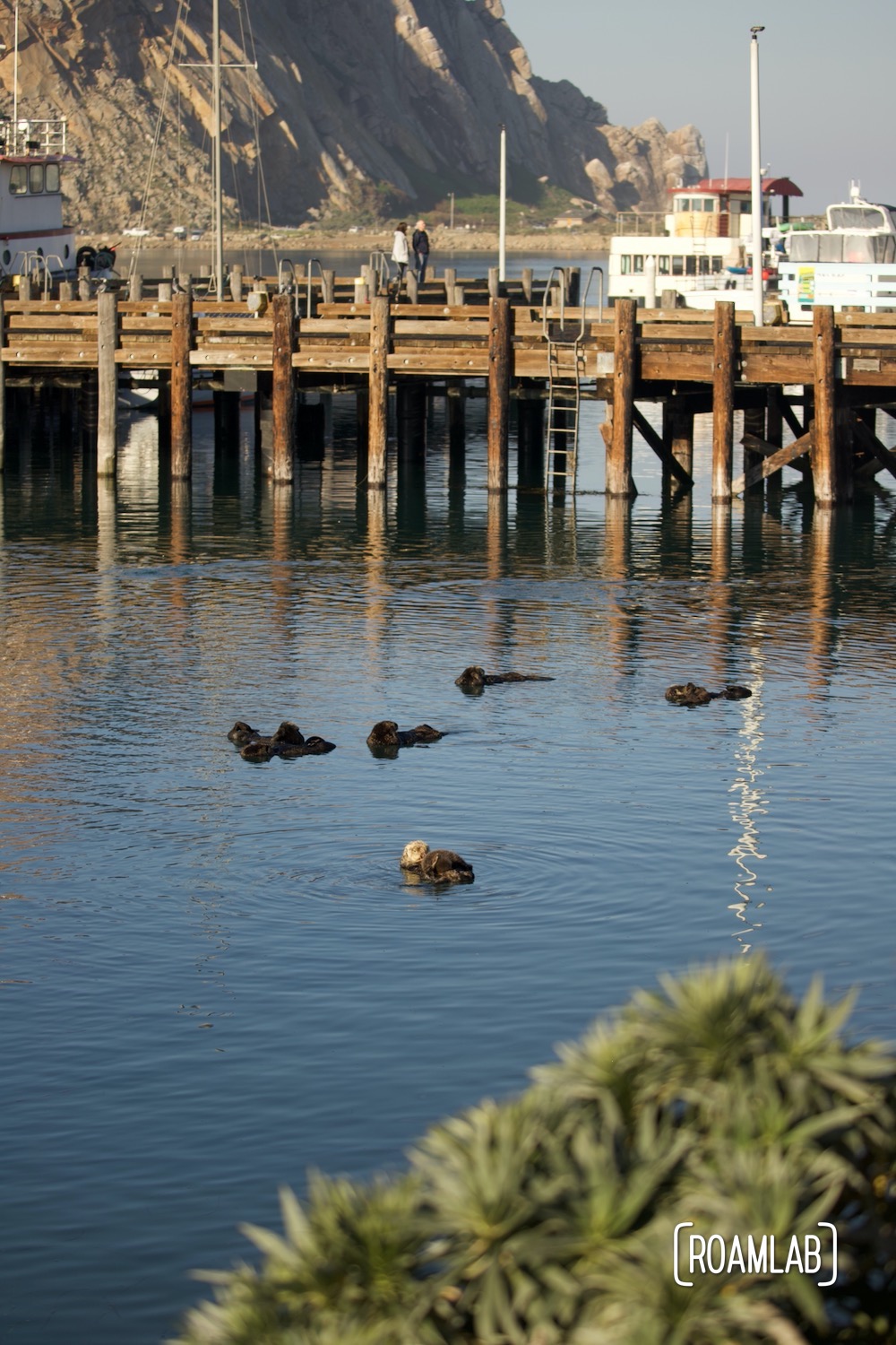 A raft of sea otters in Morro Bay, California with Morro Rock in the background.