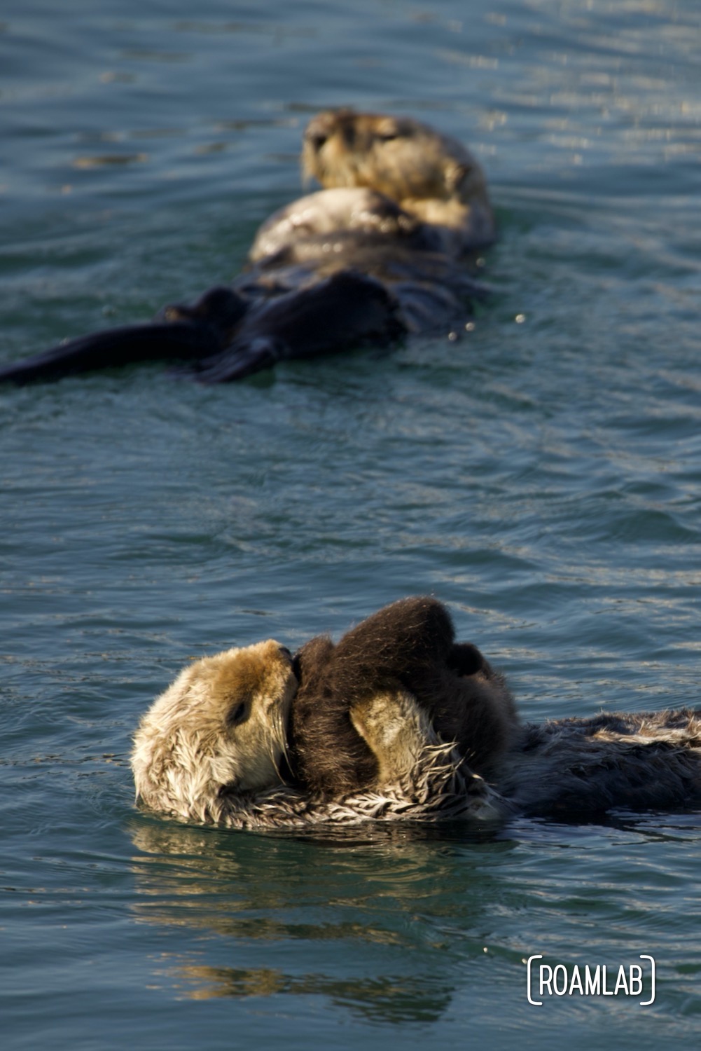 Mother sea otter blowing air into the fir of her infant in Morro Bay, California.