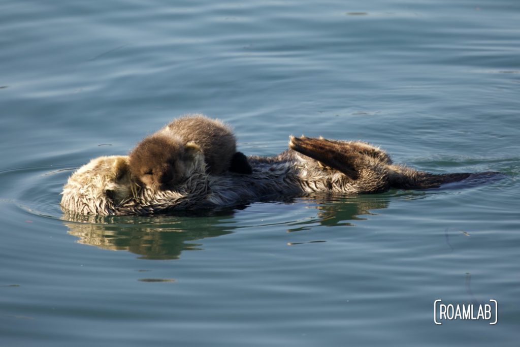 Infant sea otter, cradled by mother, looking directly into the camera while floating in Morro Bay, California.