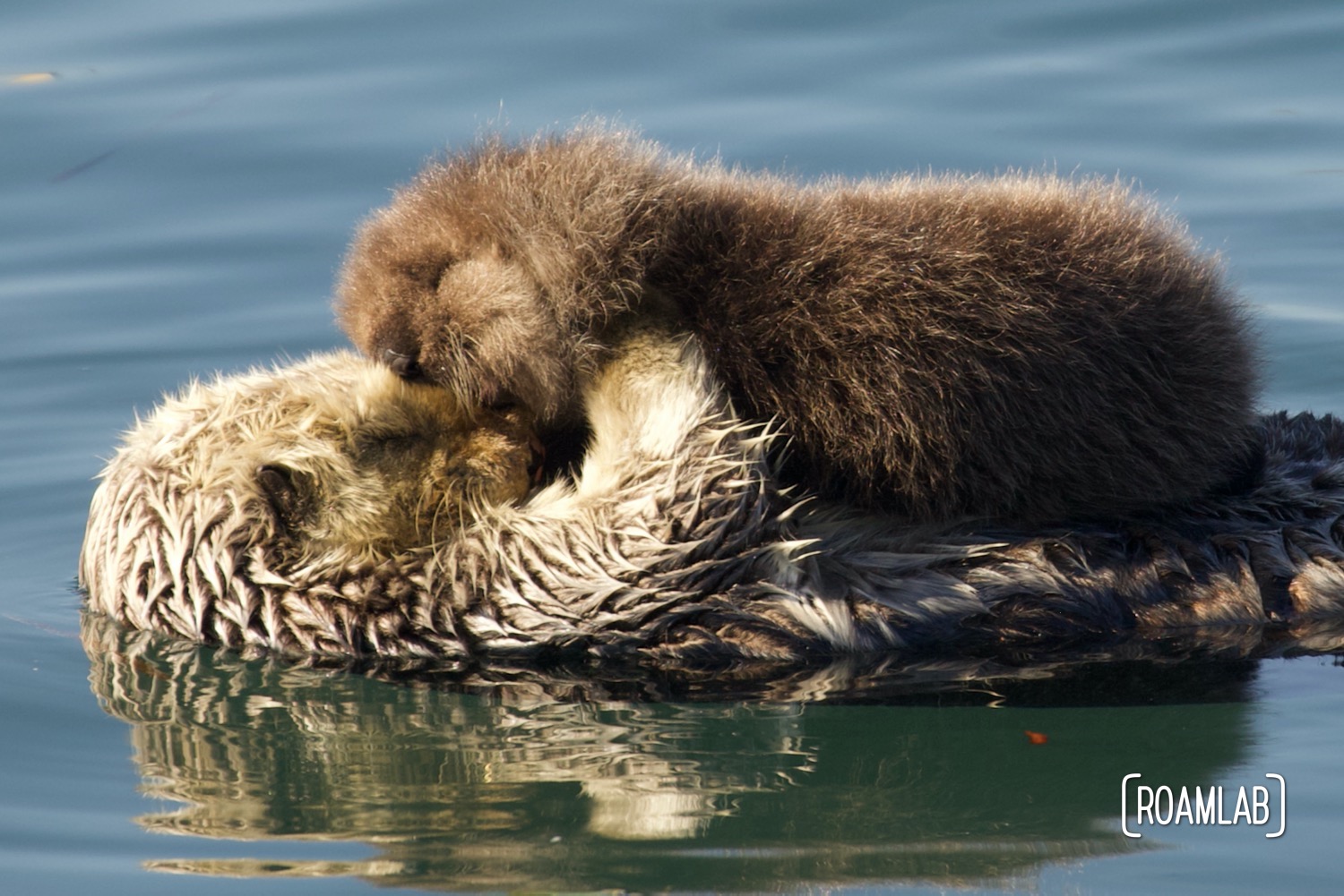 Mother sea otter holding infant nose to nose while floating in Morro Bay, California.