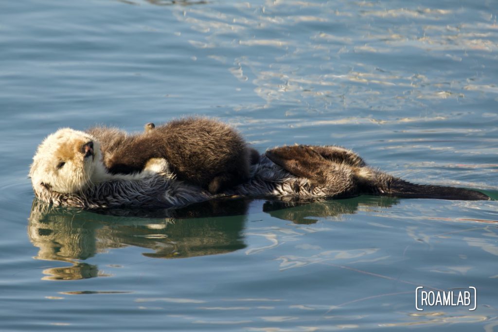 Mother sea otter cradling infant on her belly while looking over at the camera while floating in Morro Bay.
