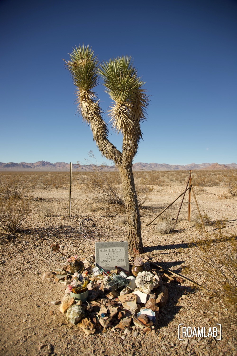 Decorated grave of Mary Elizabeth Madison "Panniment Anne" with a Joshua Tree growing next to the tree.