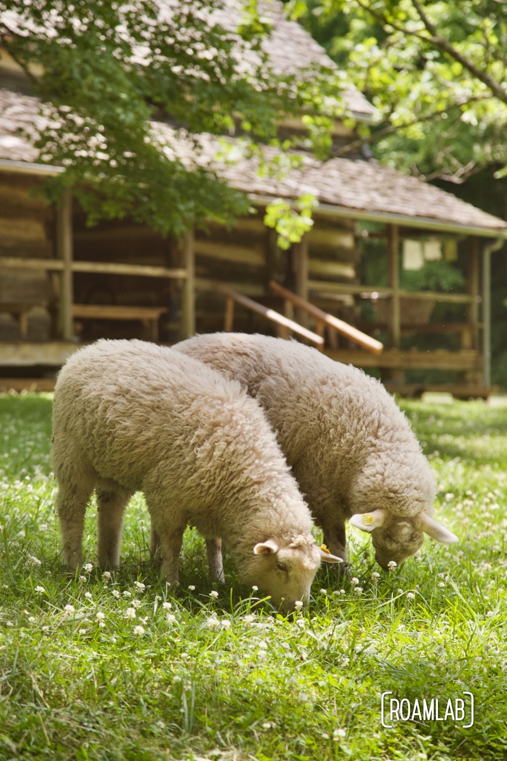 Grazing sheep in front of the Double Pen House at Homeplace 1850s Working Farm and Living History Museum.