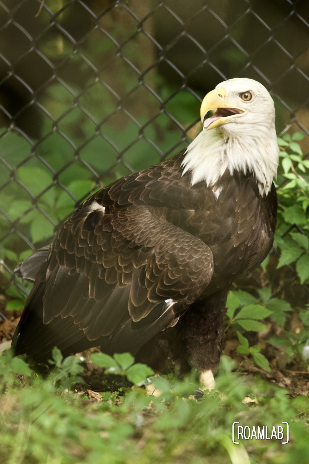 Injured bald eagle gingerly explores its fenced in enclosure by foot.