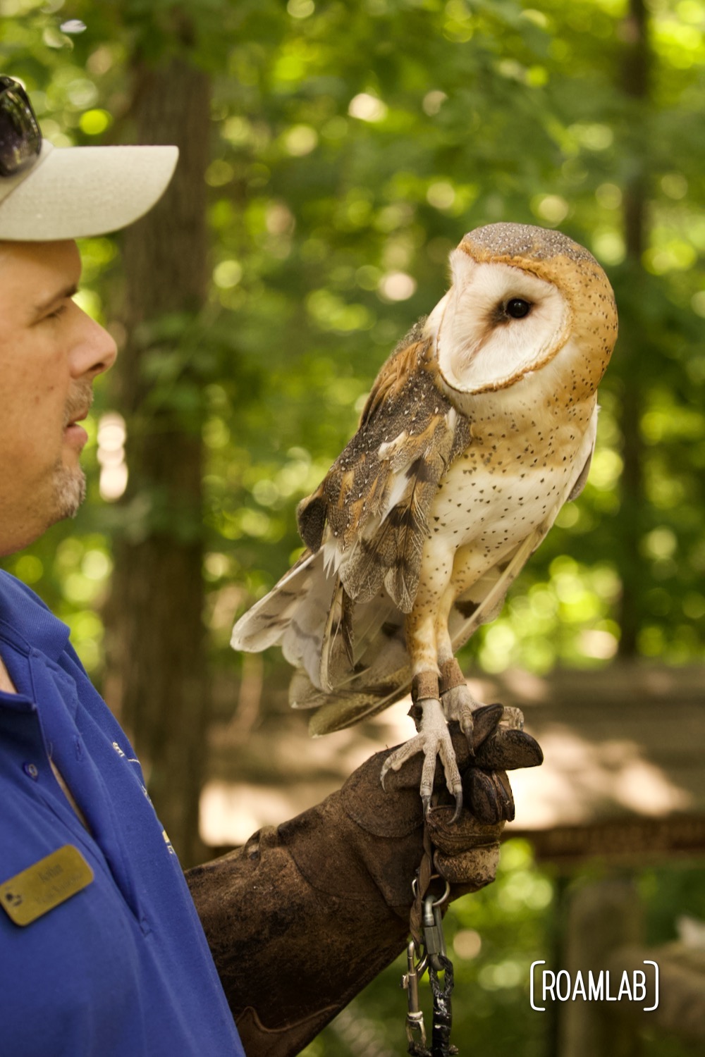 Woodlands Nature Station staff member introduces Ghost the Barn Owl on his gloved hand.