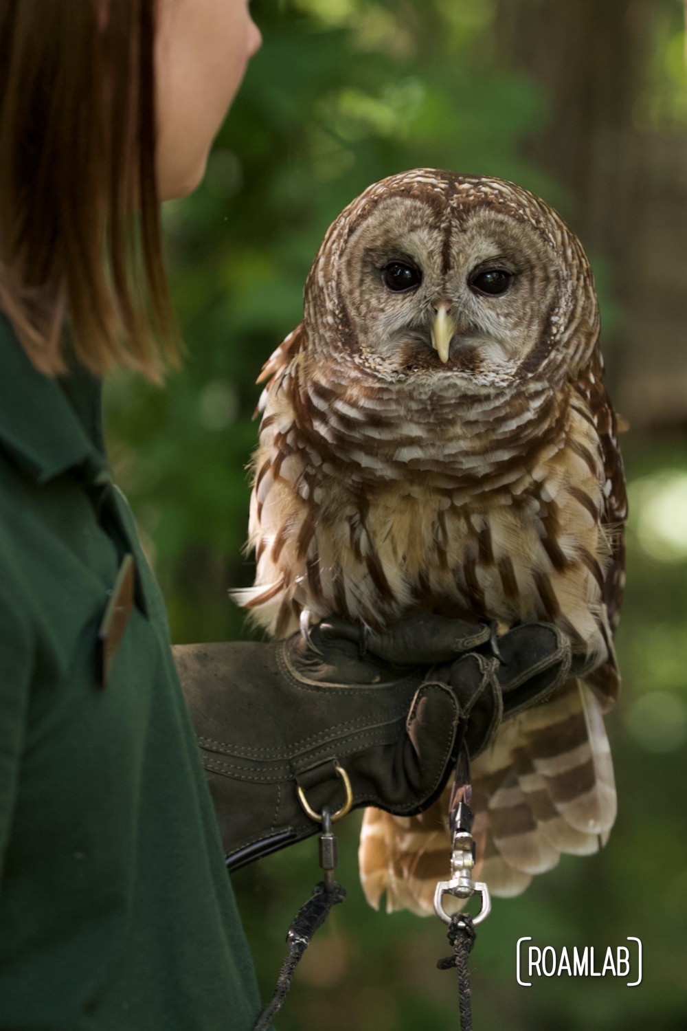Woodlands Nature Station staff member balances Midnight the barred owl on her gloved wrist.