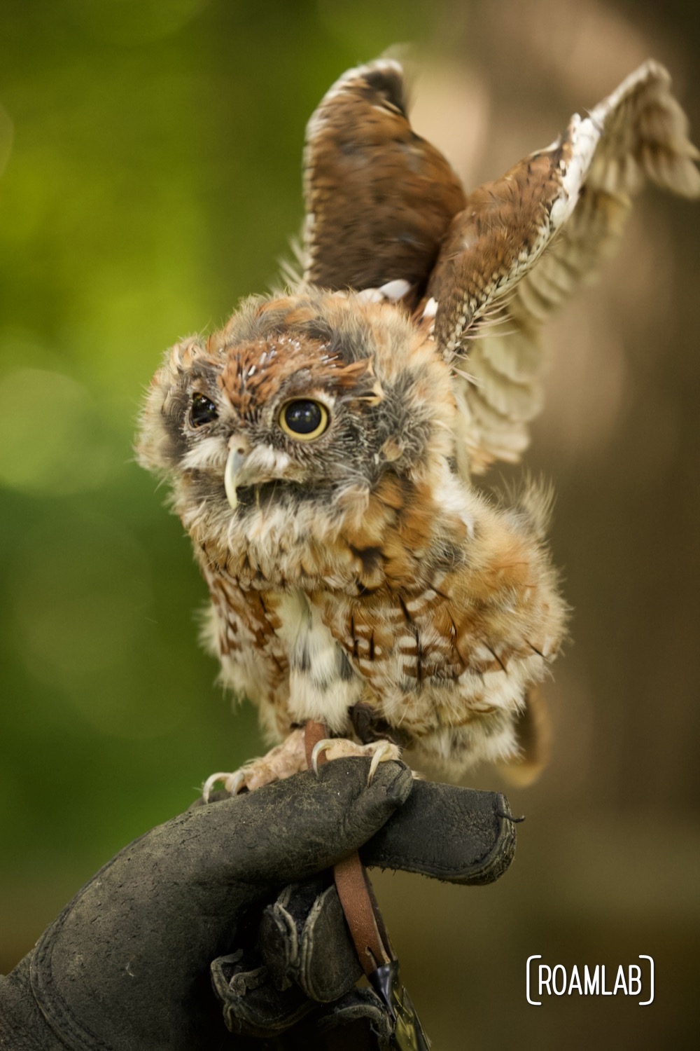 A molting screech owl spreads its wings while perched on a Woodlands Nature Station staff member's finger.