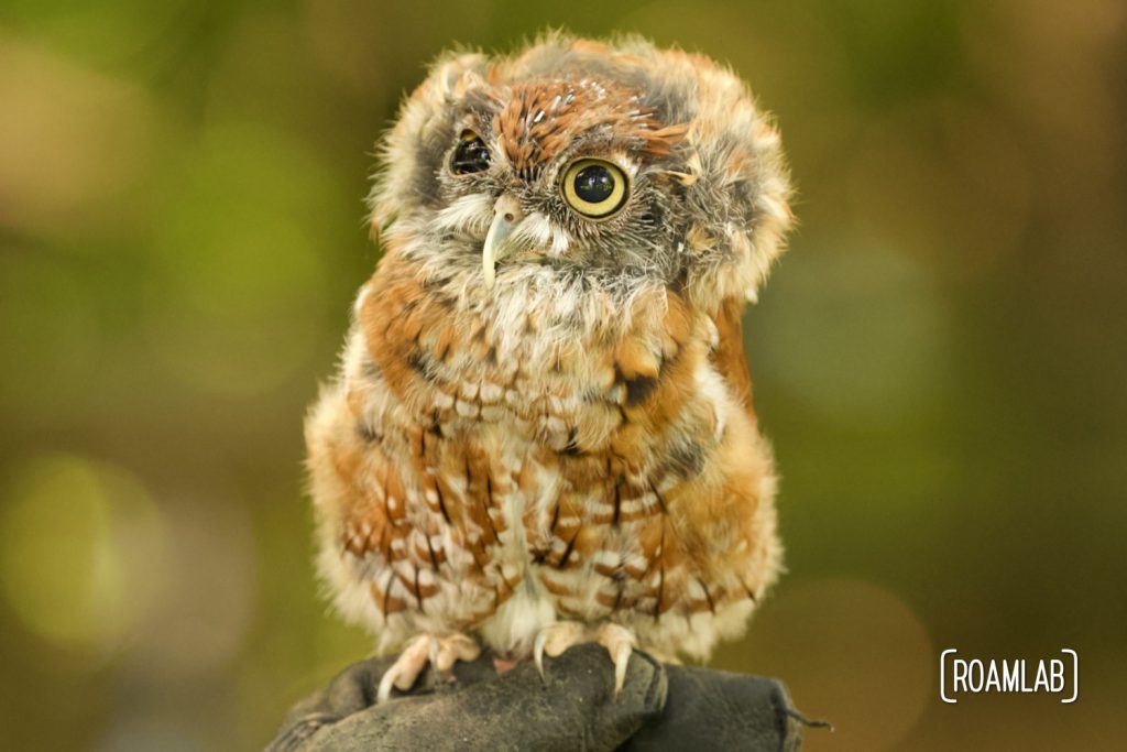 A big eyed molting screech owl