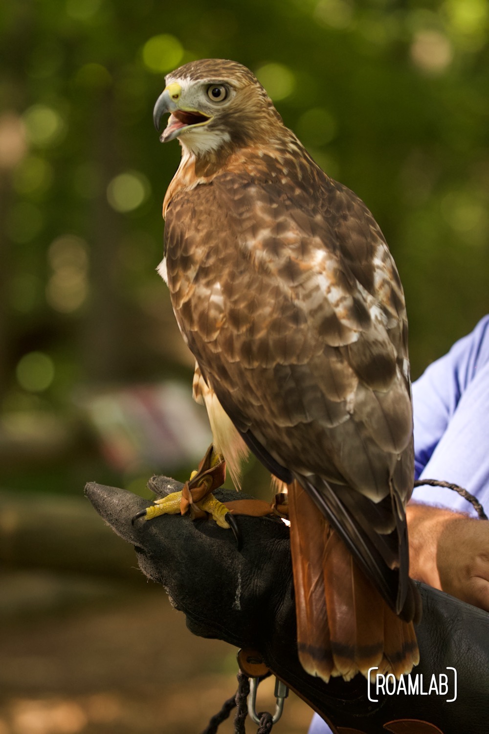 A red tail hawk looks back to call out while standing on a Woodlands Nature Station staff member's wrist.