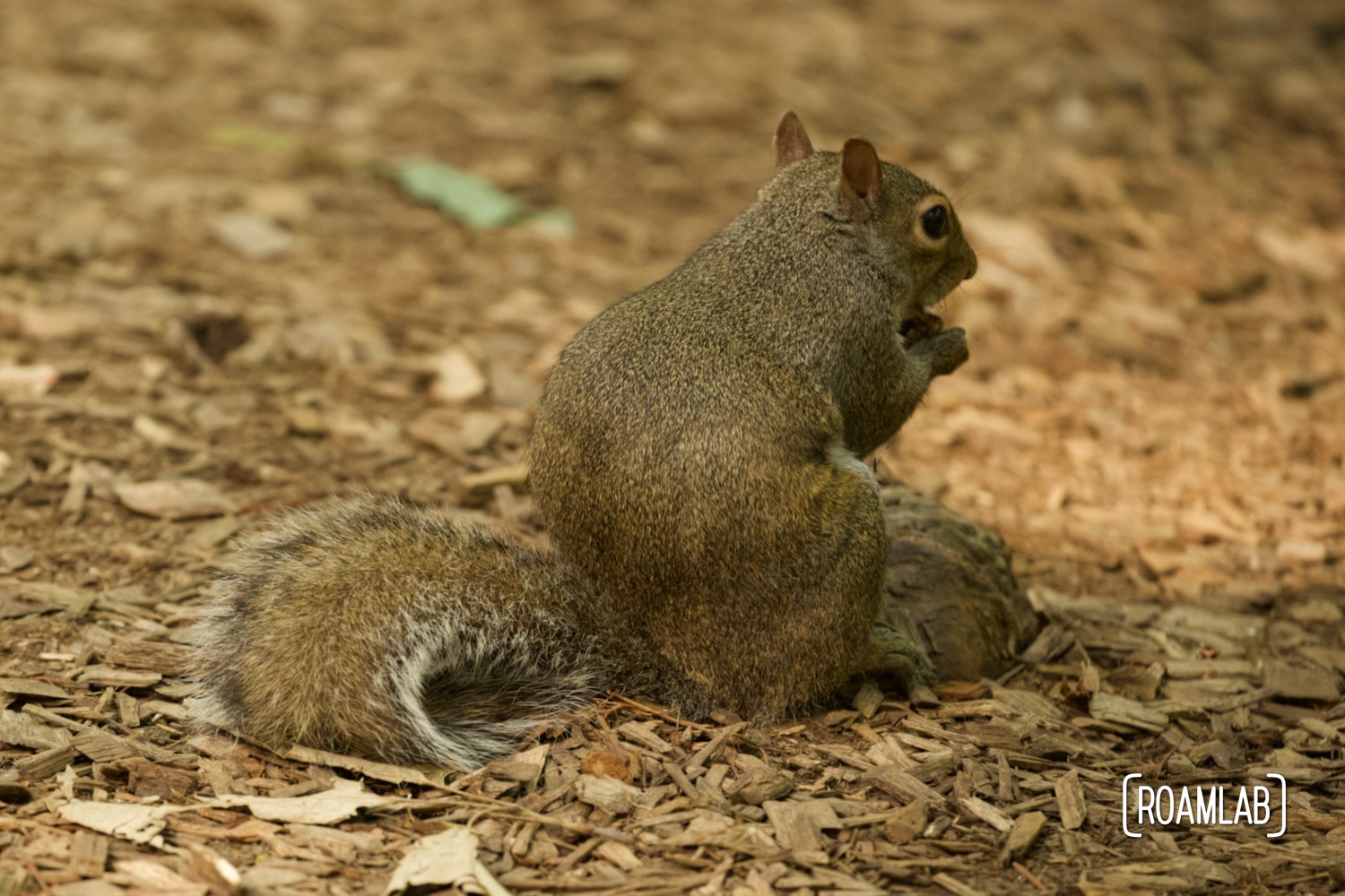 Eastern grey squirrel foraging along the walking path of Woodlands Nature Station.