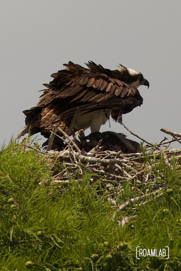 Osprey hoveriing over a chick in a tree top nest