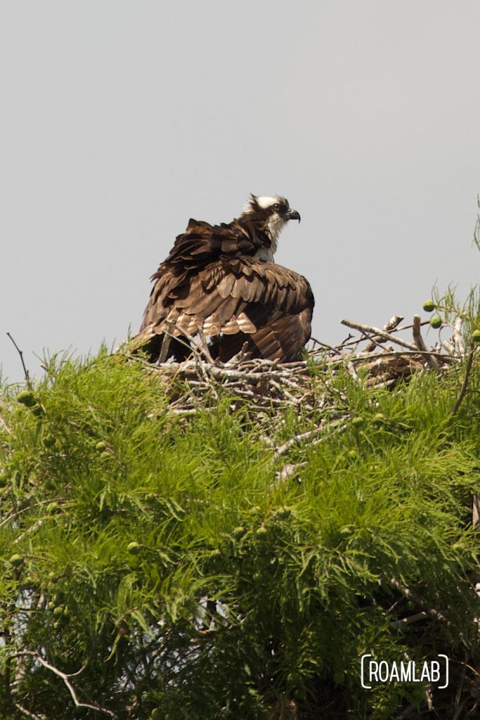Osprey, wings spread in its tree-top nest.