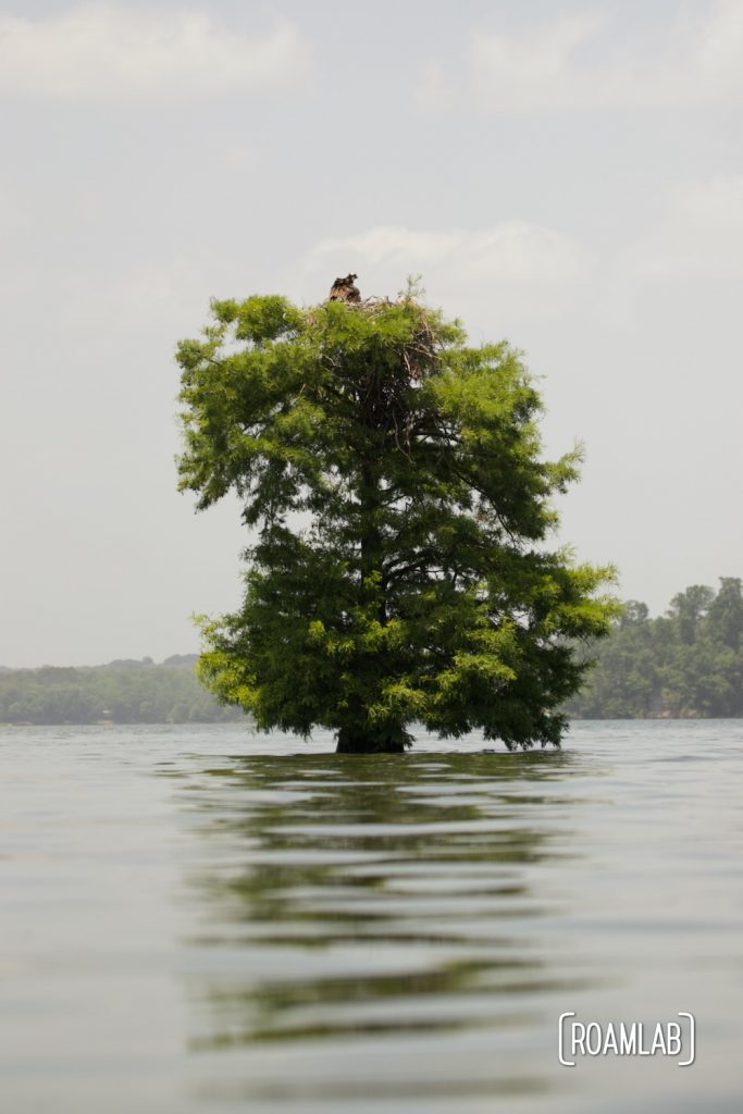 Tree standing alone in the middle of a lake.