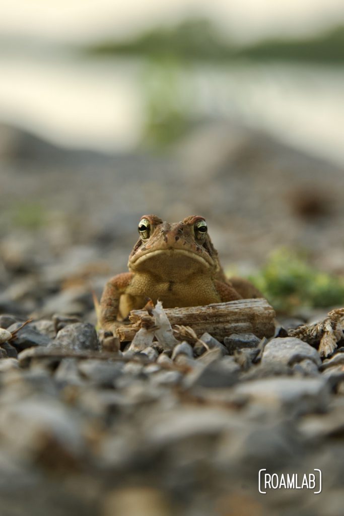 Toad on the rocks.