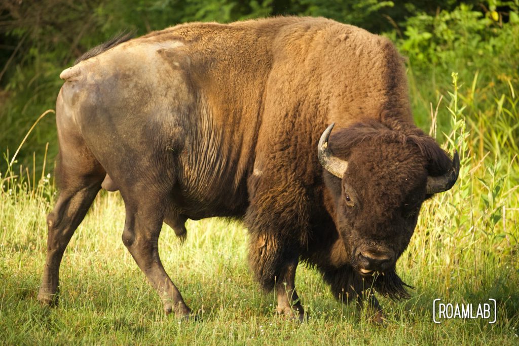 Bull bison stares down the camera in the Elk and Bison Prairie of Land Between the Lakes.