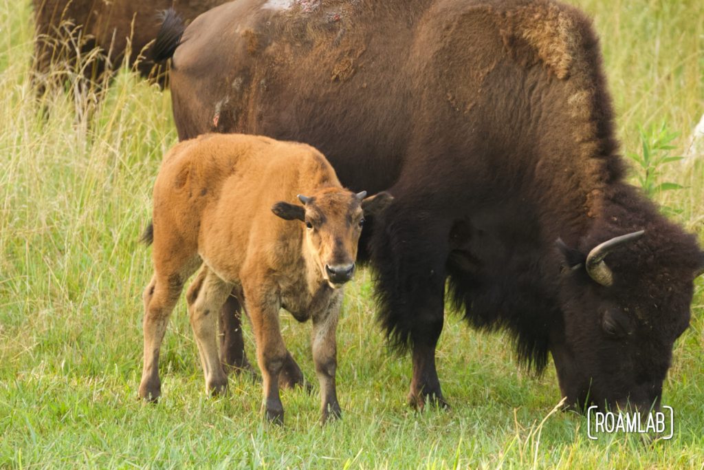 Bison calf standing by its mother grazing at the Elk and Bison Prairie