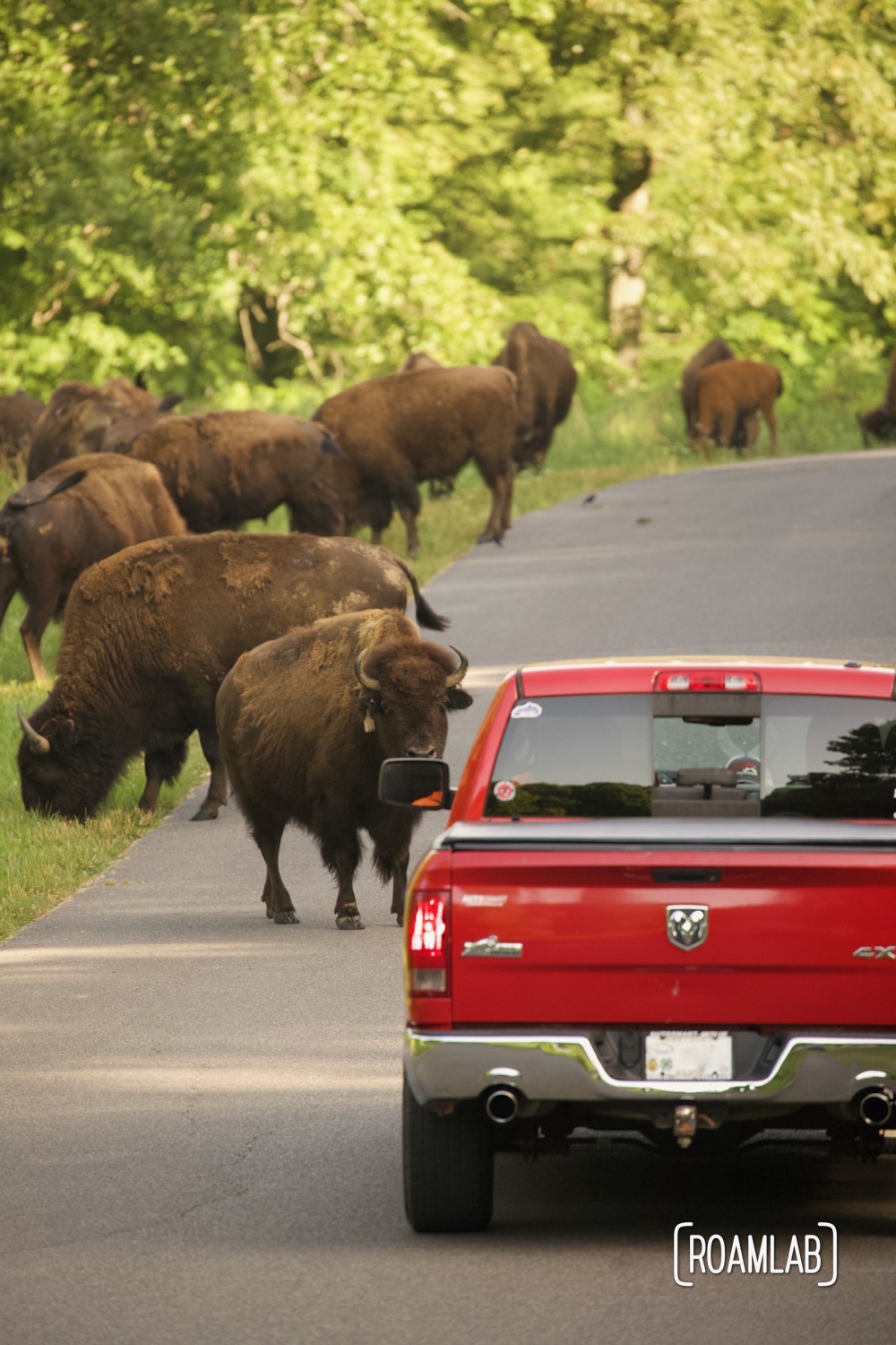 A red truck competes with bison to use the road.