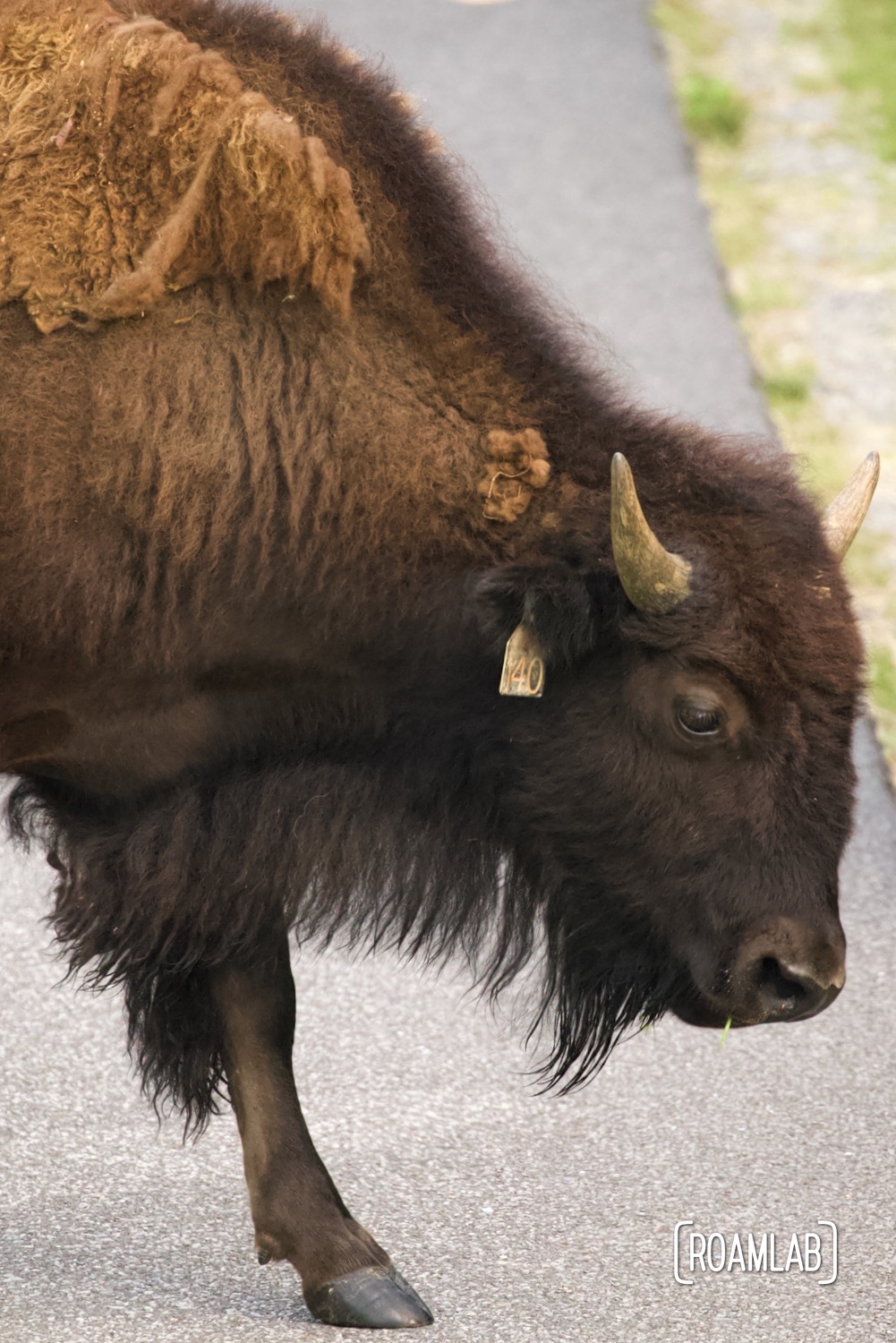 Bison stepping along the paved road.