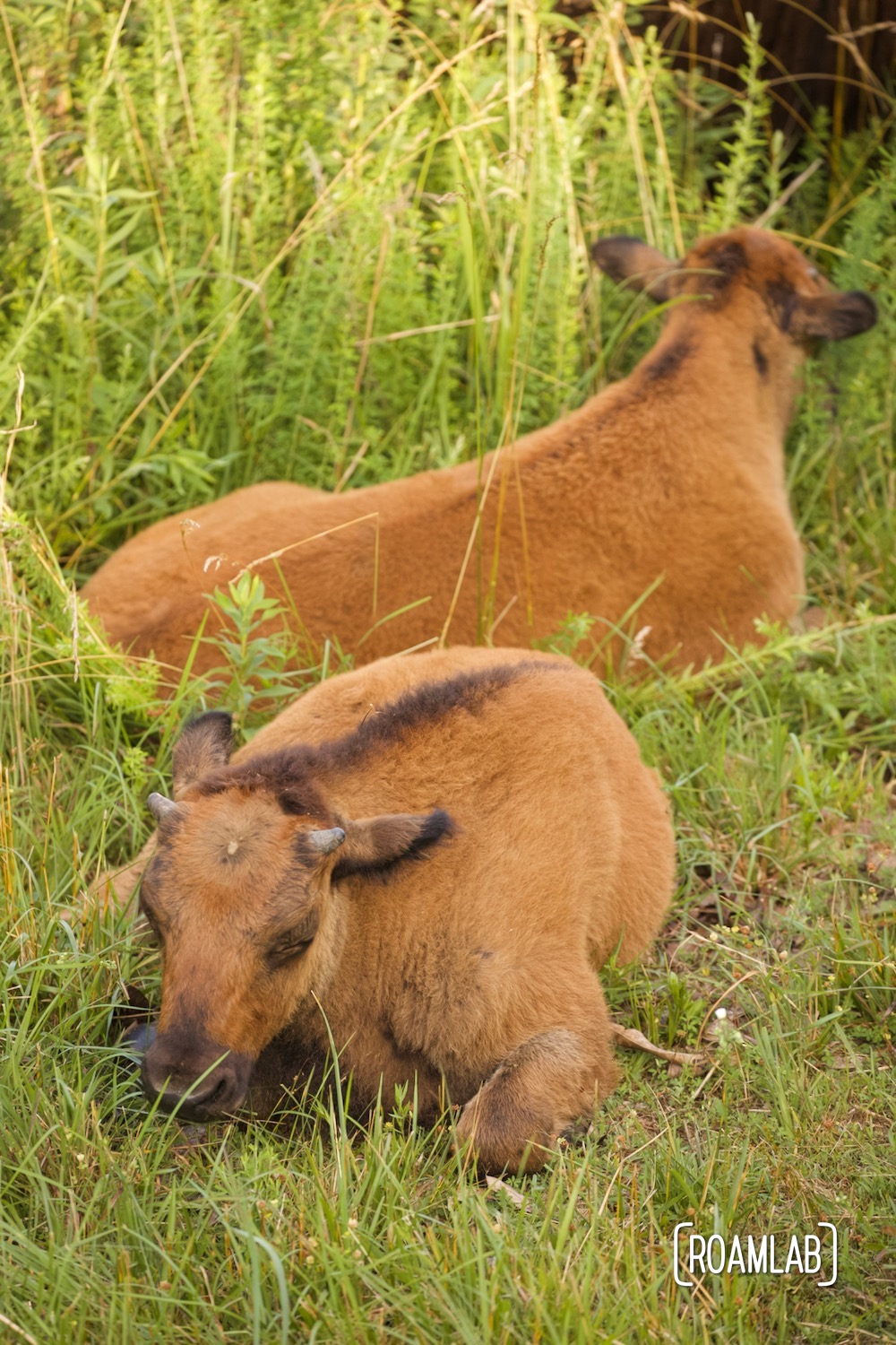 Bison calves reclining in the grass.