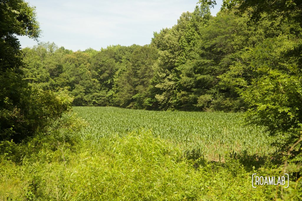 Overgrown corn field surrounded by dense forest.