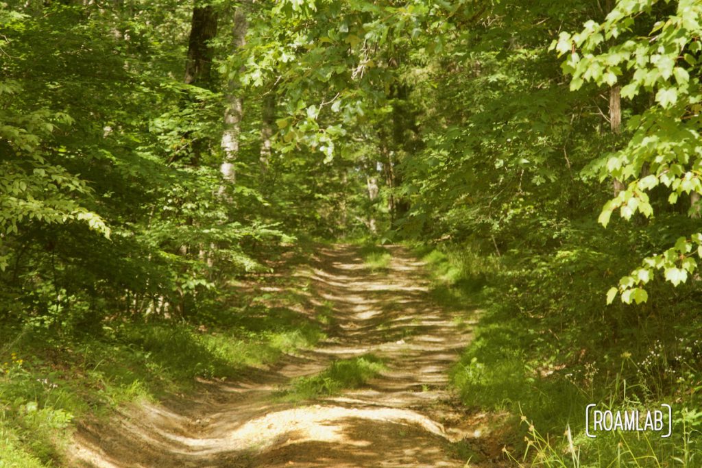 Rutted forest road shaded by trees.