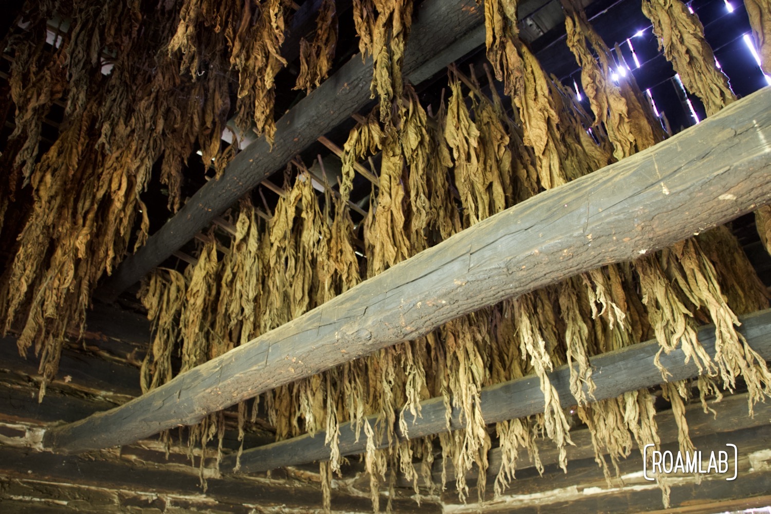 Drying tobacco in the rafters of a Tobacco Barn