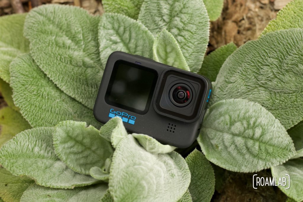 Small camera nestled among plant leaves.