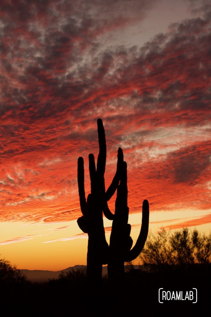 Silhouettes  of cacti against the sunset sky.