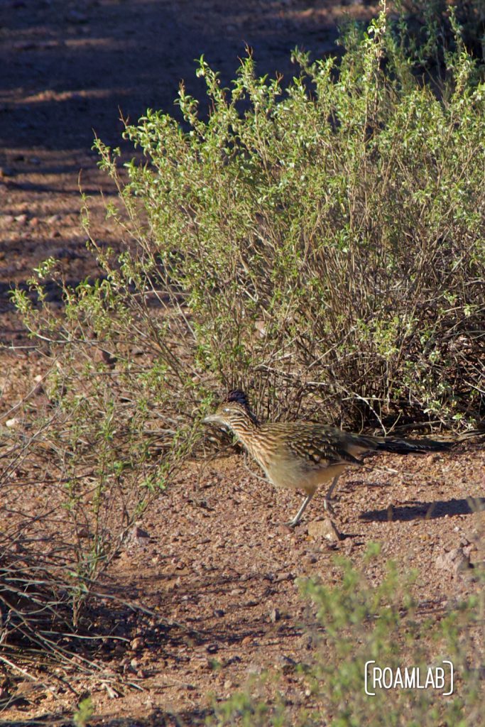 Road runner well camouflaged  among the brush.
