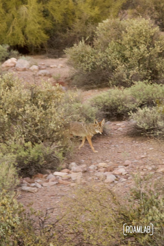 Coyote walking out from behind a bush, looking at the camera.